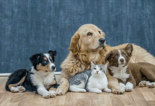 Studiu de caz Magazin Animale - produse pet